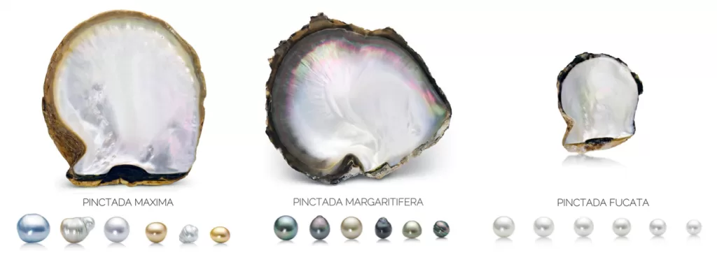 Pearls oysters shells mollusks illustration